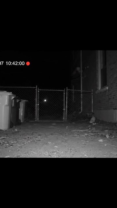 Dancing Bailando Cat 🐱💃| Funniest Viral Meme 2025