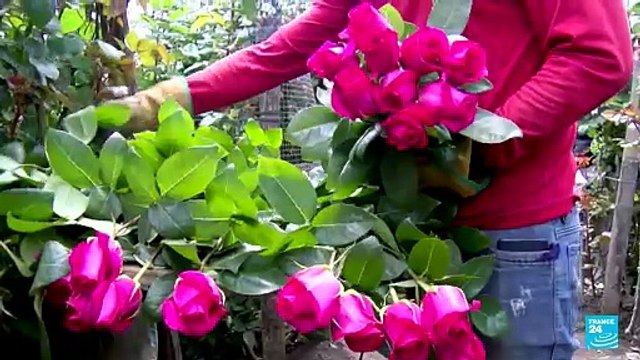 Aranceles del 15% impuestos por Trump ponen en riesgo miles de empleos en Ecuador