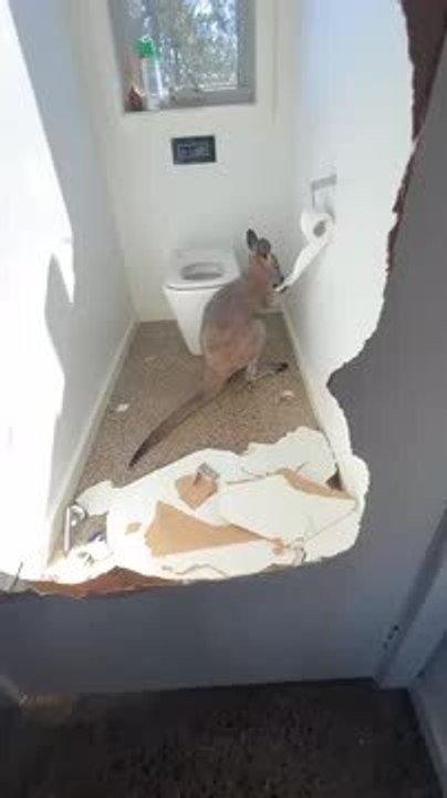 Neglected Dog Rescued After Trust Built