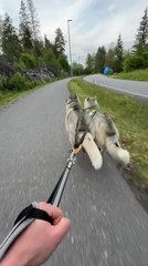 Person Rides on Skates With Huskies