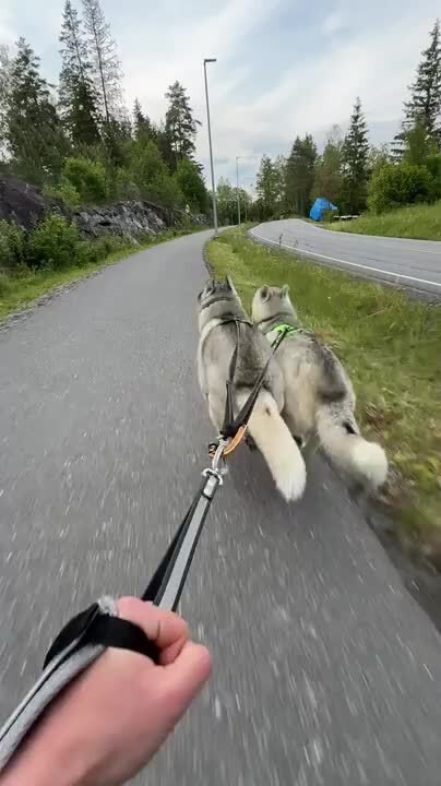 Person Rides on Skates With Huskies