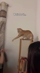Cat Can't Decide Which Hand to Paw Away First