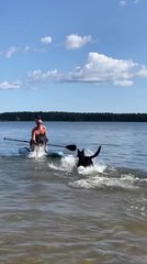 Woman and Dogs Fall Off Paddle Boat