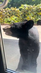Baby Bears Knock On Door While Eating Grapes