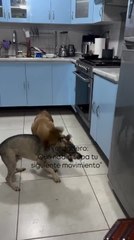 Dog Slips Underneath Kitchen Drawers While Playing