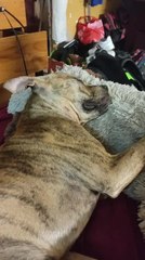 Snoring Dog Gets Woken up by Mom and Instantly Jumps Off of Bed