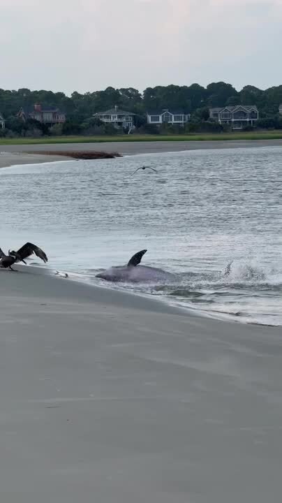 Bird Accidentally Pushes Fish to Dolphin During Strand Feeding