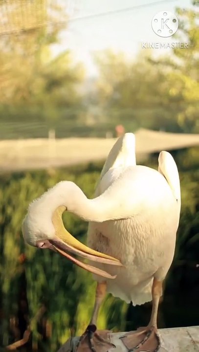 Os animais mais fofos do mundo N•309