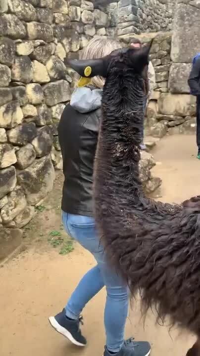 Llama Follows Woman Trying to Snatch Packet of Cookies
