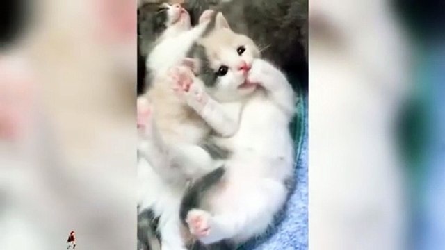 Funniest Cat Videos Ever 🐱🤣 | Cute & Silly Cats Caught on Camera