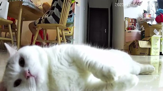 😂 Best Funny Cat Moments 2025 | Cute & Crazy Cats Doing Funniest Things