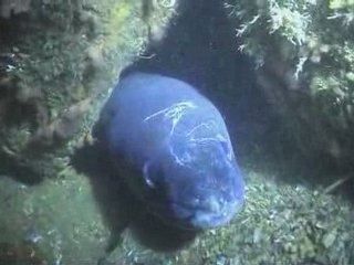 Plongée dans le golfe du Morbihan : gorgones et congres