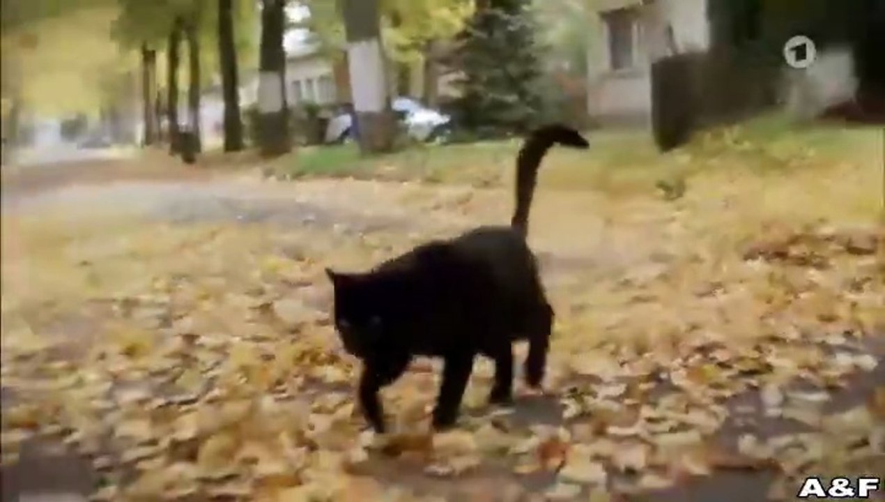 Das Glück ist eine Katze