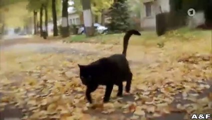 Das Glück ist eine Katze