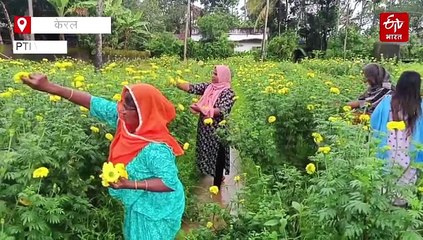 केरल: ओणम का त्योहार शुरू, फूलों के कारोबारियों को अच्छे मुनाफे की उम्मीद