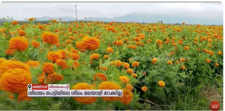 മധ്യ കേരളത്തിലെ മലയാളിക്കായി ഓണം കളറാക്കാൻ ശീലയംപെട്ടിയിലെ പൂവിപണി സജീവം