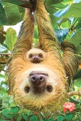 Sloth with its Baby: Love and Cuteness in the Slow World of Nature! ✨