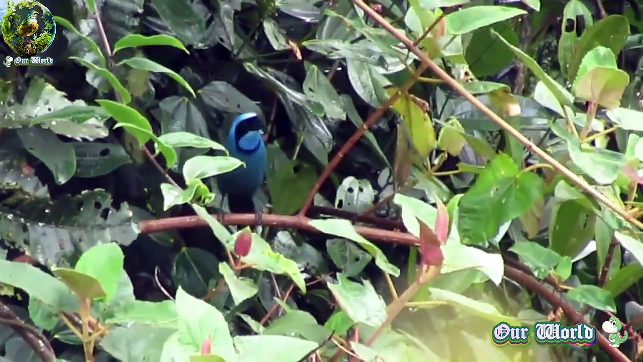 Turquoise Jay - Cyanolyca turcosa
