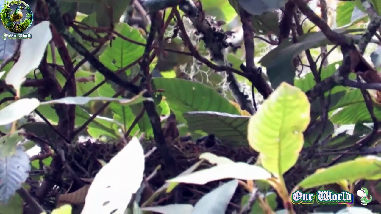 White-collared Jay - Cyanolyca viridicyanus
