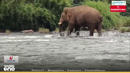 അതിരപ്പള്ളിയിൽ ജനവാസ മേഖലയിൽ കാട്ടാനക്കൂട്ടം.. ഫെൻസിങ് പൂർത്തിയാക്കണമെന്ന് പ്രദേശവാസികൾ