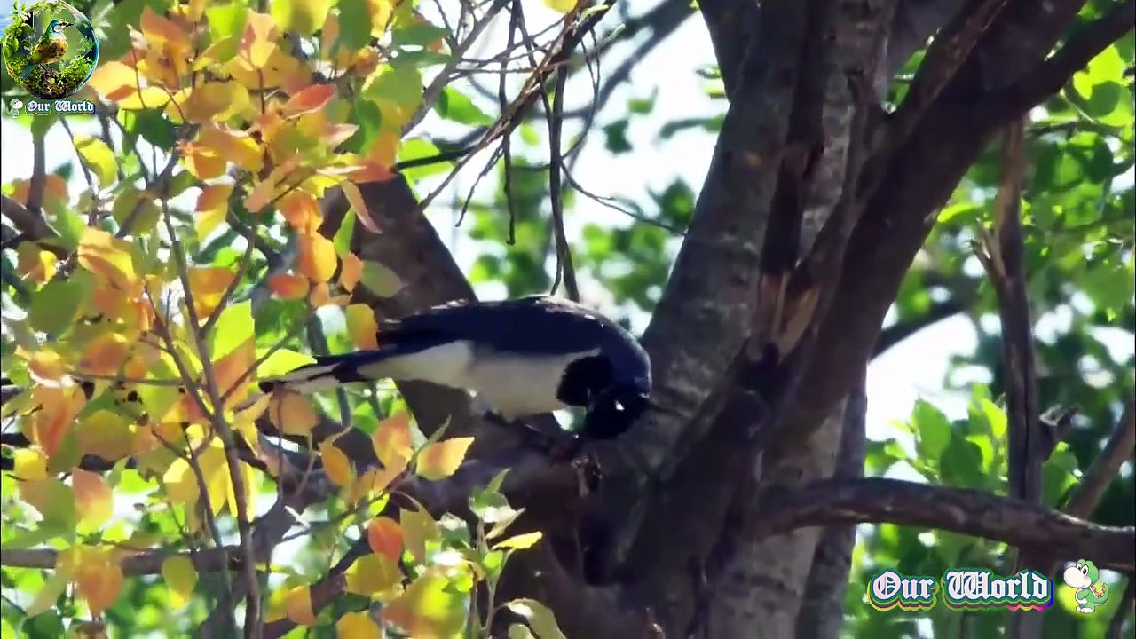 Black-throated Magpie-Jay - Cyanocorax colliei