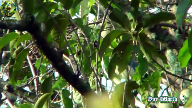 White-throated Magpie-Jay - Cyanocorax formosus