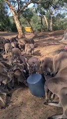 Kangaroo diaries only in Australia 🇦🇺