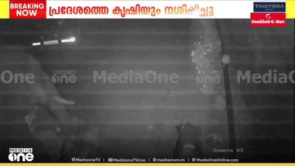കാന്തല്ലൂരിൽ കാട്ടാനകളുടെ ആക്രമണം.. സ്വകാര്യ റിസോർട്ടിനുള്ളിൽ വലിയ നാശനഷ്ടം