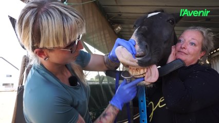 Originaire de Stavelot, Marie Marquet est vétérinaire pour chevaux