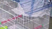 First Time Seen How Bird Cage Are Made From Iron Wires