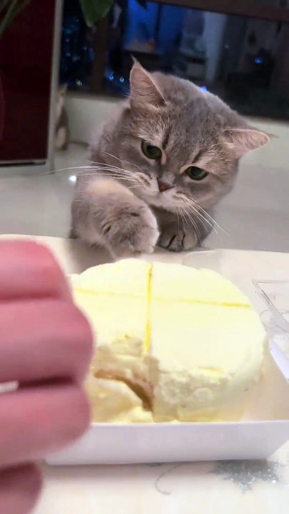 cute cat