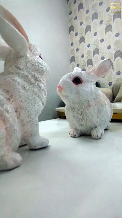 Rabbit Home Decor Showpiece set Dna eStore