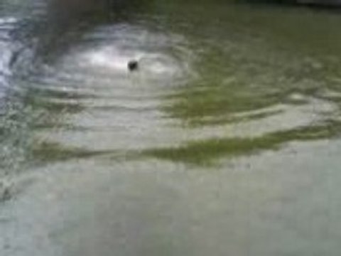 Petit saut du haut du pont