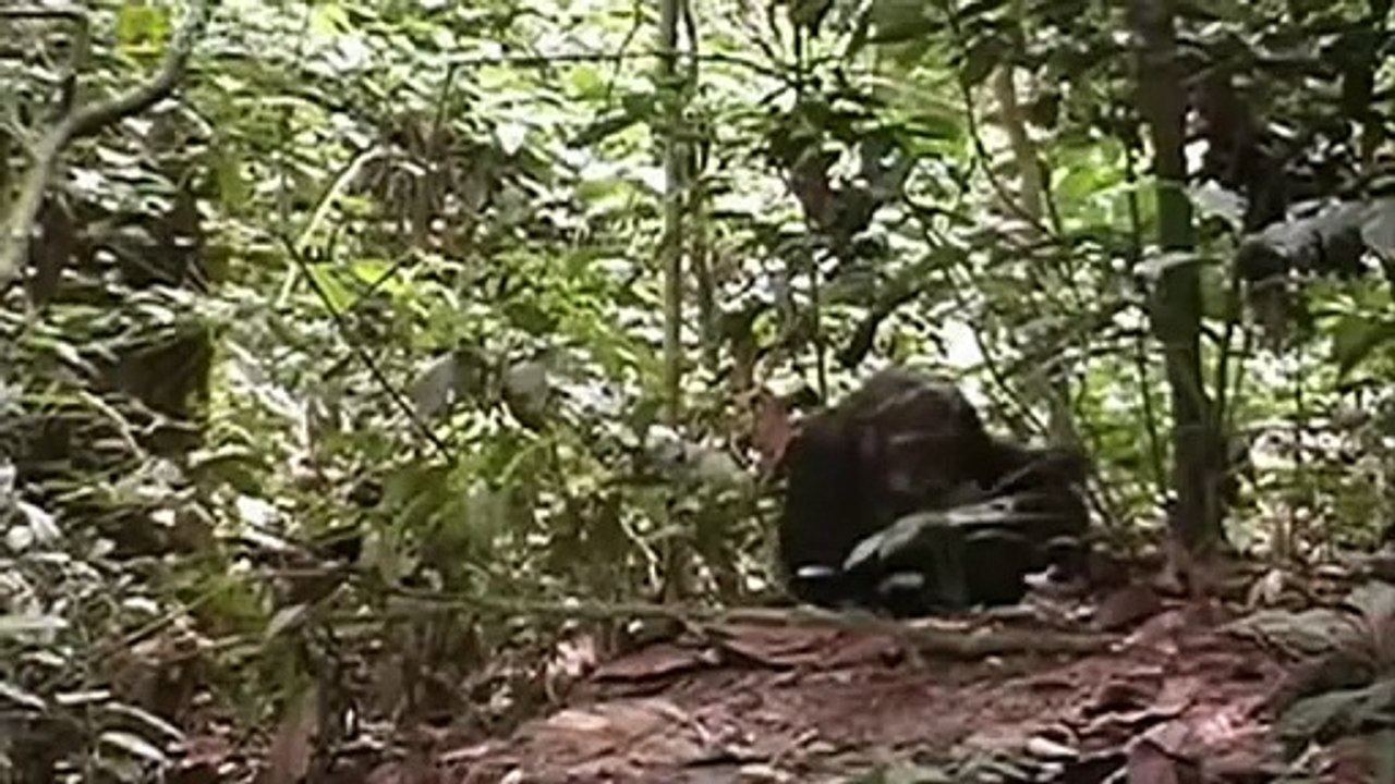 Şempanzeler alet takımı kullanıyor