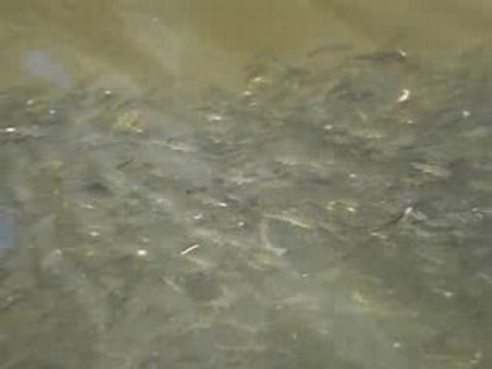 Poisson chat lac de chamboux