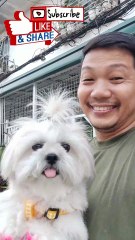 🔴 ANOTHER MORNING EXERCISE WITH PICKLES #shihtzu