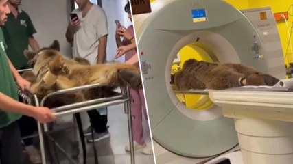 Bakım merkezinde rahatsızlanan ‘Okan’ isimli ayının MR’ı çekildi, tedavi edildi