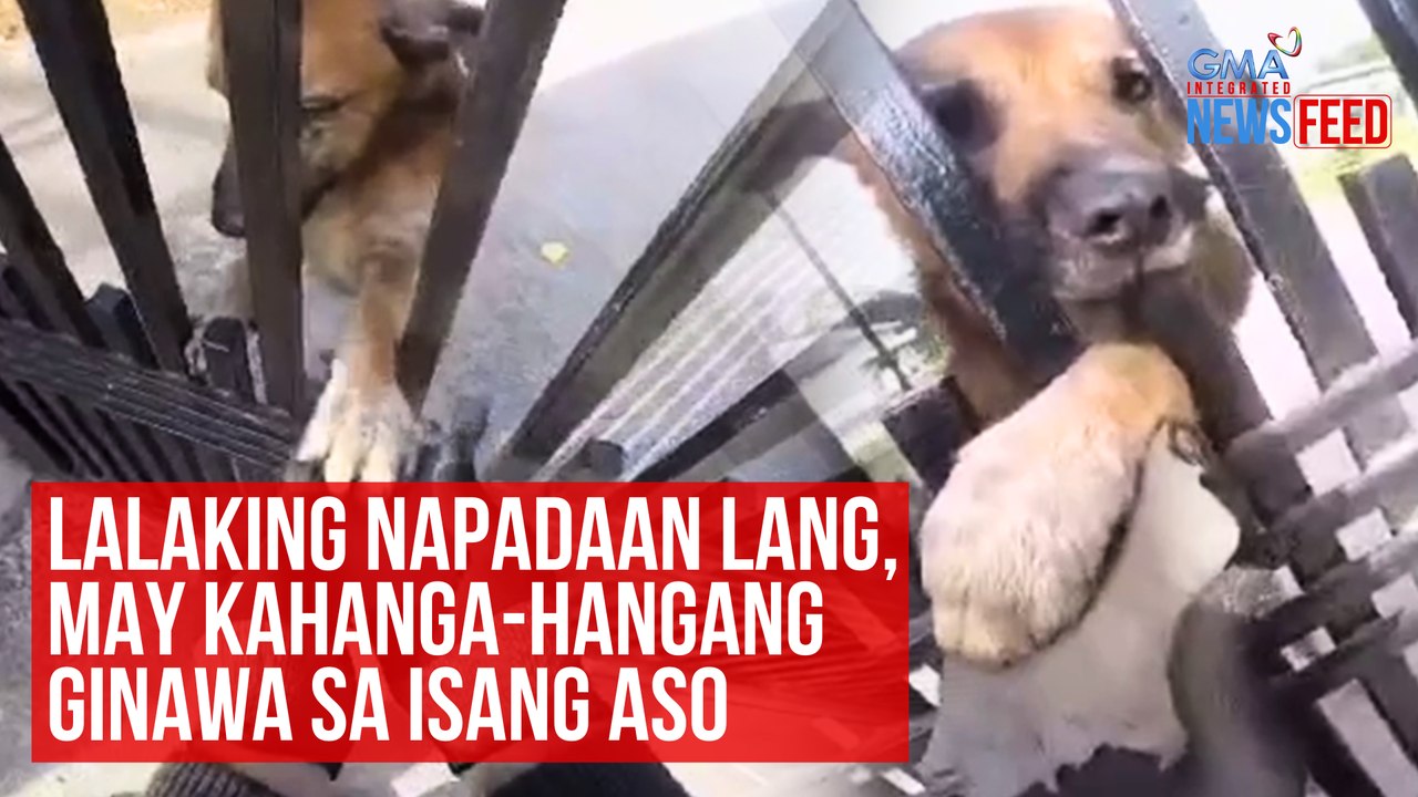 Lalaking napadaan lang, may kahanga-hangang ginawa sa isang aso | GMA Integrated Newsfeed