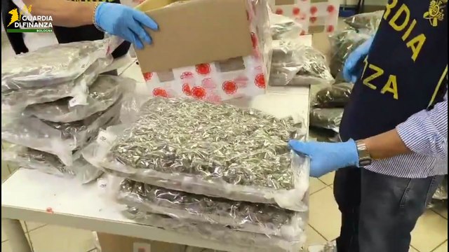 Modena, la finanza bolognese sequestra oltre 500 kg di canapa light: imprenditore nei guai