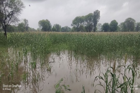 अतिवृष्टि से खेतों में भरे पानी से फसल बर्बाद