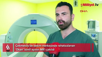 Çekmeköy'de 300 kiloluk ayıya MR çekildi!