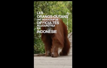 En Indonésie, les orangs-outans cernés par les industries