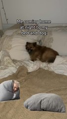 Best feeling ever, coming from a night out to your dog and bed