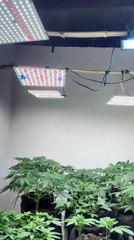 Laboratório usado para cultivo e refinamento de maconha é estourado pela polícia em Maceió