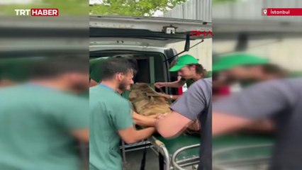 Fazla yediği meyveden midesini üşüttü: 'Okan' isimli ayıya işte böyle MR çekildi