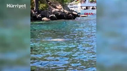 Fethiye’de nesli tükenme tehlikesindeki Akdeniz foku görüntülendi