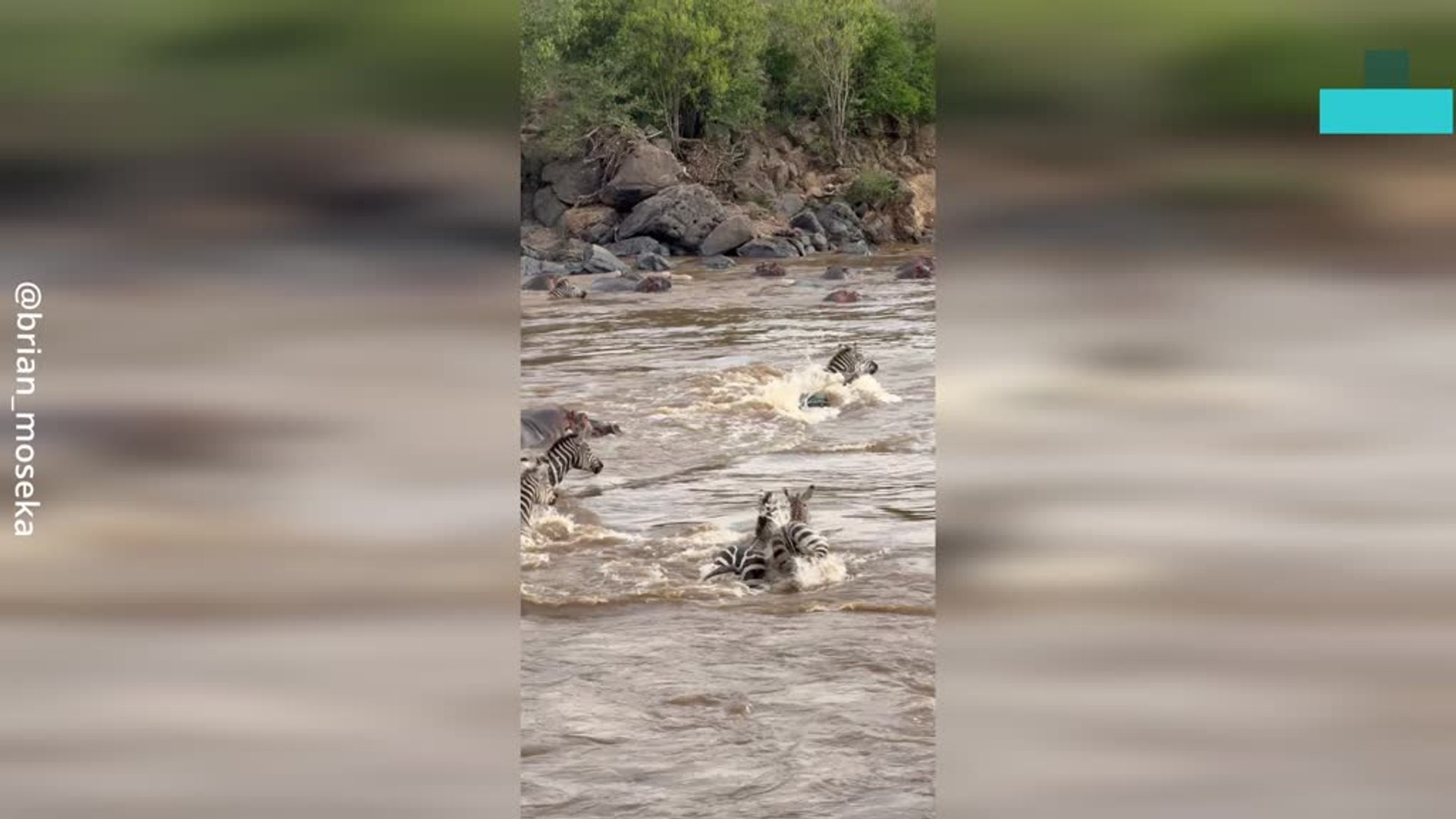 ⁣Herd of Zebras Crossed Right by the Hippo Pool