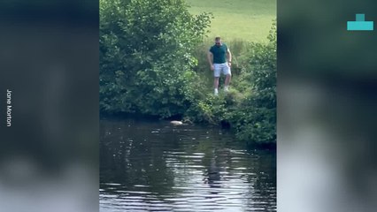 Man Jumps in Water to Save Sheep