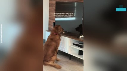 Dog Gets His Own Pet Rabbit