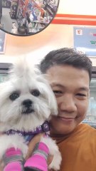 🔴 CUTIE PICKLES FIRST VIDEO RUN WITH LEASH #shihtzu